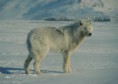 /album/photo-gallery-soorten-wolven/alaska-wolf-jpg/